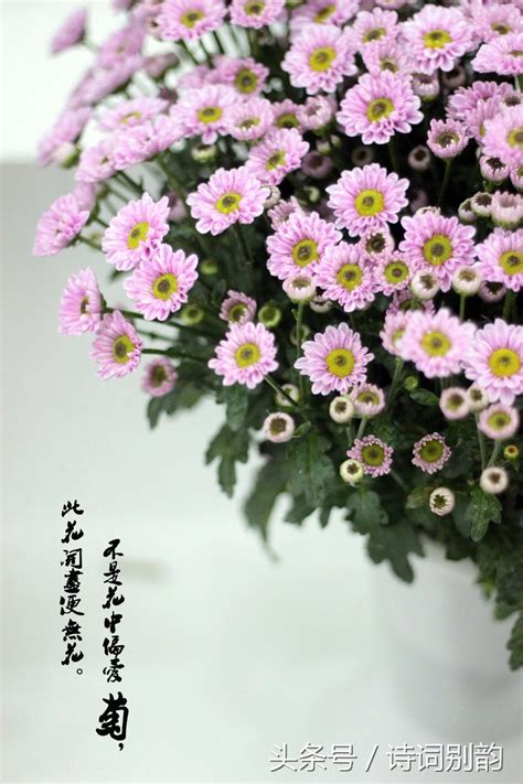 漂亮的菊花 - 生态摄影 - 摄影论坛 - 成都迪比特贸易有限公司