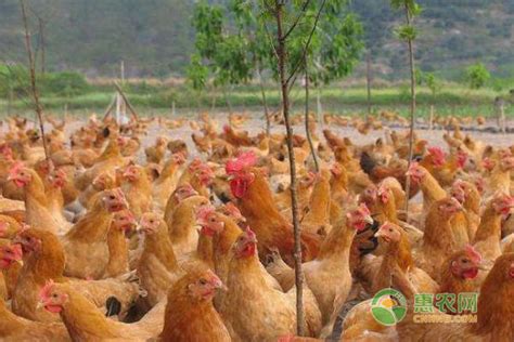 几种常见鸡的品种 - 惠农网
