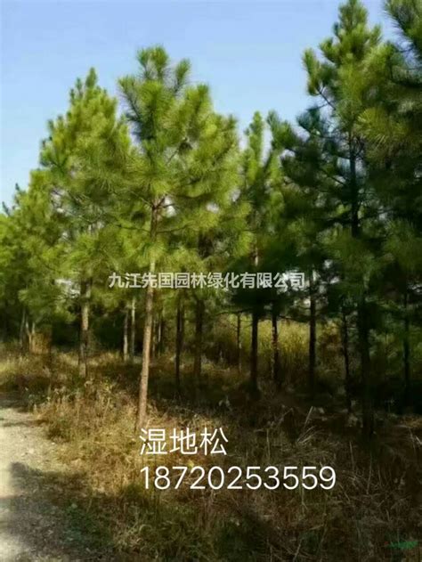 江西湿地松哪里好/哪家便宜图片_九江先国园林绿化有限公司_园林网