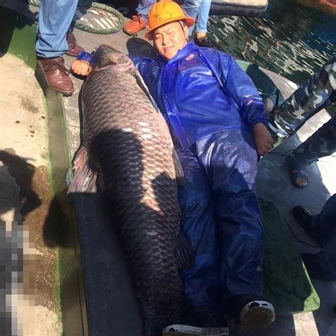 杭州千岛湖捕到180斤大鱼王 身价或过万--图片频道--人民网