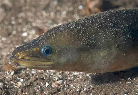 与蓝鳍金枪鱼殊途同归的欧洲鳗鲡：CITES召开国际研讨会共商保护策略- 中国生物多样性保护与绿色发展基金会