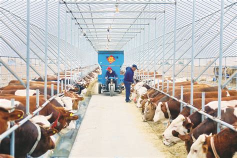 舒兰确定今年肉牛产业发展目标向40亿元产值挺进 松花江网