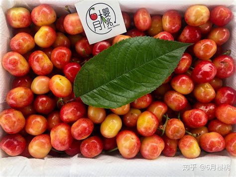 贵州思南：玛瑙红樱桃新鲜上市 早春第一果受热捧_文旅头条