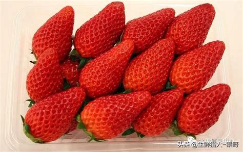草莓是何时、怎样传入中国的？它的名字是怎么来的？ - 知乎