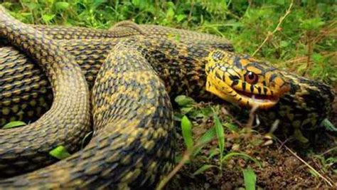 大王蛇攻击剧毒响尾蛇，没想到王蛇竟如此可怕，不把毒蛇当蛇！_腾讯视频