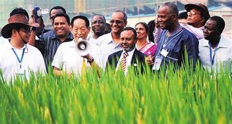 杂交水稻，如何改变中国与世界？|杂交水稻|中国_新浪新闻