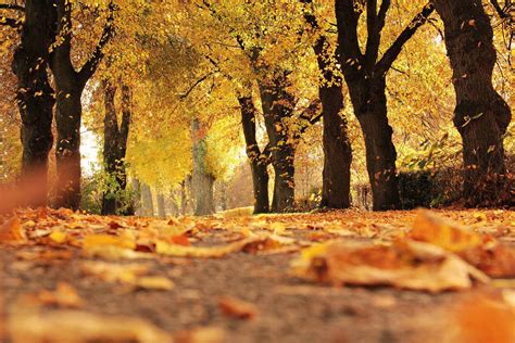 树木,大道,秋季,秋天树叶,叶子,4K风景壁纸-千叶网
