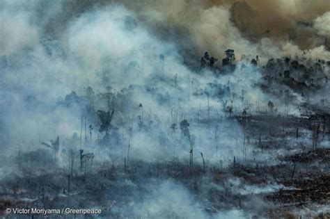 亚马逊雨林大火后,现在怎么样了?科学家：有可能50年内消失|巴西_新浪新闻