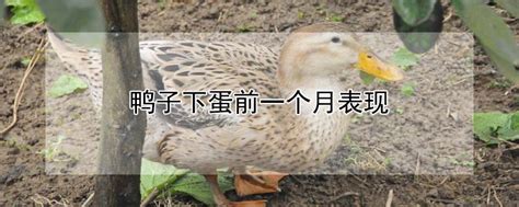 鸭子品种 —【发财农业网】