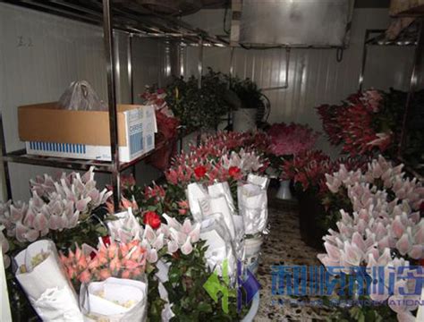 山东青州的花卉市场为什么这么火？有一个模式叫青州模式__凤凰网
