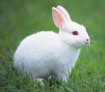 可爱的小白兔作文600字范文（快乐自由的小白兔）-我爱育娃