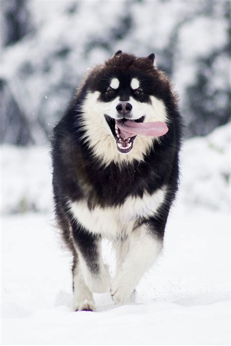 阿拉斯加狗|阿拉斯加|雪橇犬|马拉缪特_新浪新闻