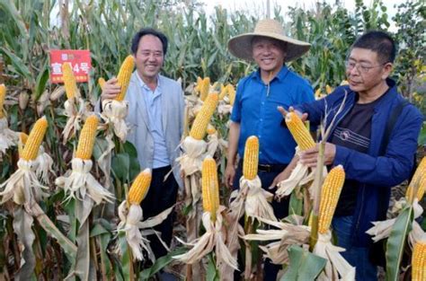 2018年中国玉米价格及种植面积走势分析【图】_智研咨询