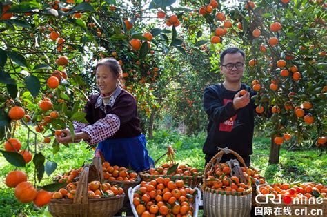 贵州黔西：金橘挂满枝 农家采摘乐（组图）-国际在线
