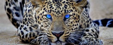 金钱豹 - 动物世界 - 景区 - 中南百草原官方网站 国家AAAA级旅游景区