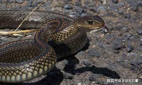 安徽地区生活的蛇类你了解多少？_平原_游蛇_习性