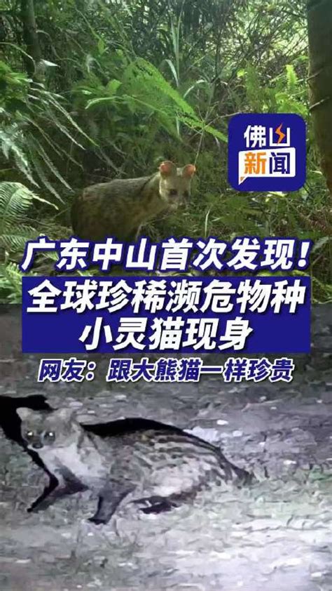 广东中山国家森林公园首次发现小灵猫|猫|小灵猫|狐狸_新浪新闻