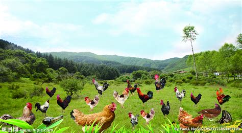 在马塔德奥若市农村地区一个农场饲养鸡肉MatadeSao高清图片下载-正版图片506738186-摄图网
