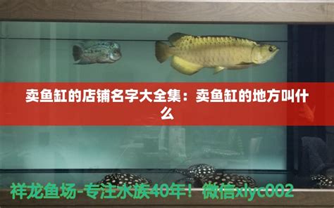 观赏鱼店加盟,观赏鱼店_大山谷图库