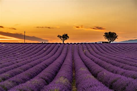 你知道法国的薰衣草之乡--普罗旺斯吗？ - 法国百科