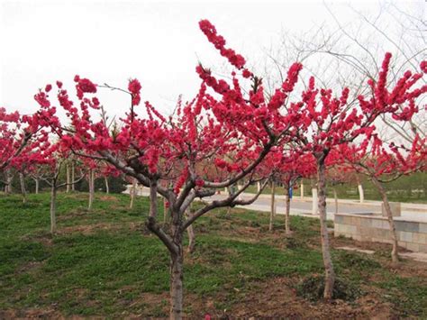 泰州有一以桃花闻名的公园，是三园之首，一到花开挤满游客|清风阁|桃花|泰州_新浪新闻