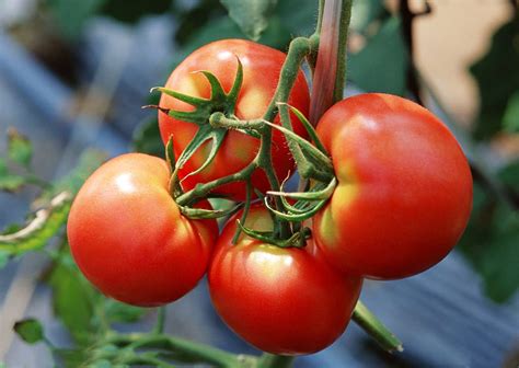 西红柿的功效与作用及食用方法_西红柿的营养价值解析-聚餐网