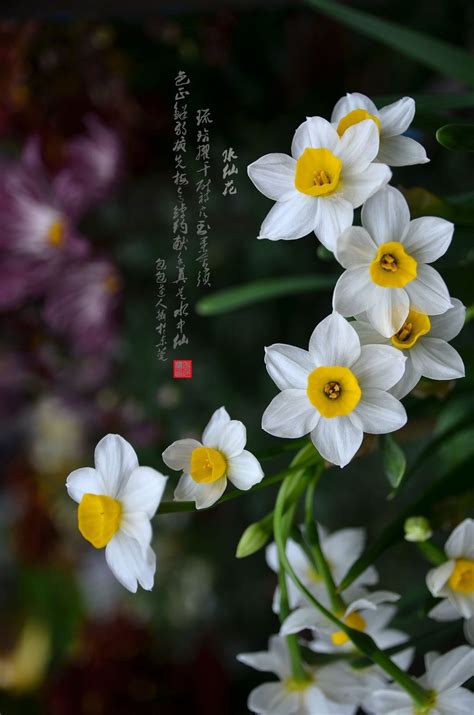 水仙图片_春季的水仙图片大全 - 花卉网