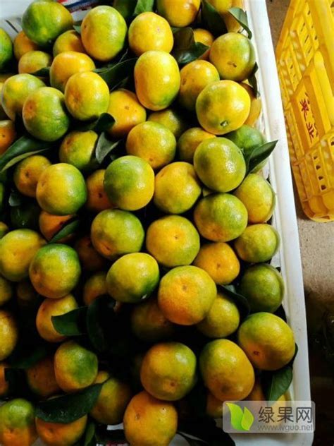 玉林唯一水果批发大市场 代销果品 - 柑橘价格网