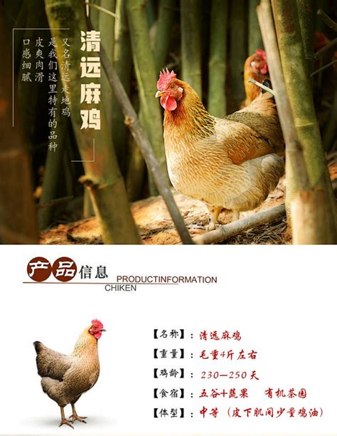 带你看看清远鸡在天农的神仙“鸡生”_凤凰网