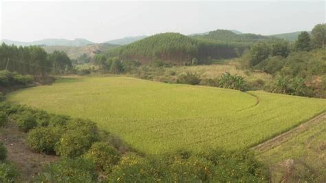 2020年广西鹿寨县林业企业规上工业总产值64.9亿元_市场一线_资讯_整木网