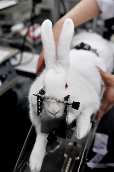 动物实验外包服务-广州微平科技服务有限公司