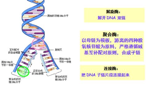 生命科学学院胡家志实验室揭示转录调节DNA复制起始的分子机制