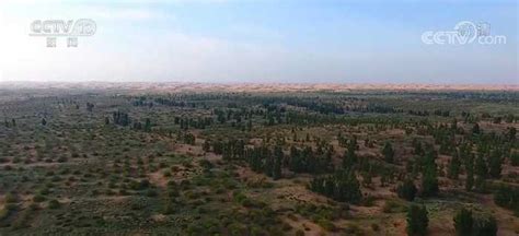 我国防沙治沙取得成效 天然林保护建设近6200万亩 沙区生态状况稳中向好|界面新闻 · 中国