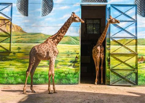 四大洲动物都有！武汉动物园改造细节公布-武汉市园林和林业局