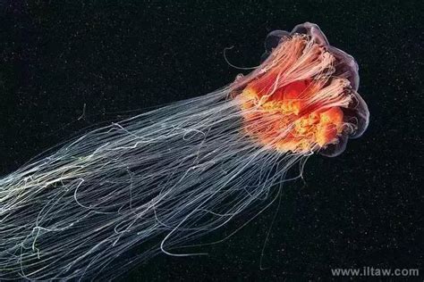 美国水下摄影师发现深海罕见巨型水母 - 海洋财富网