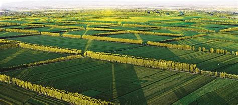 内蒙古优化农田林网配置和树种，聊城生态修复项目获绿化基金会批复 – 69农业规划设计.兆联顾问公司