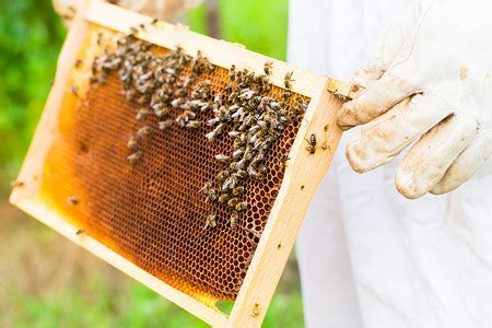 养蜂人控制蜂场和蜜蜂高清图片下载-正版图片503418809-摄图网