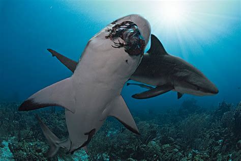 鲨鱼用什么呼吸 鲨鱼的呼吸方式_华夏智能网
