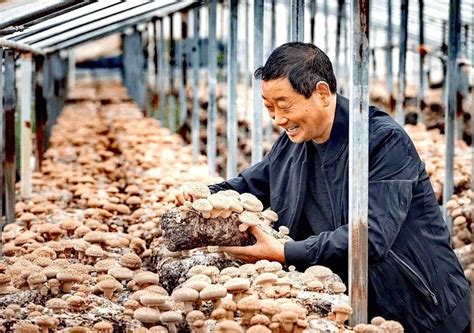 中国食用菌行业市场发展现状及投资前景展望报告 - 知乎