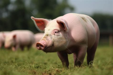 养猪场图片-包图网
