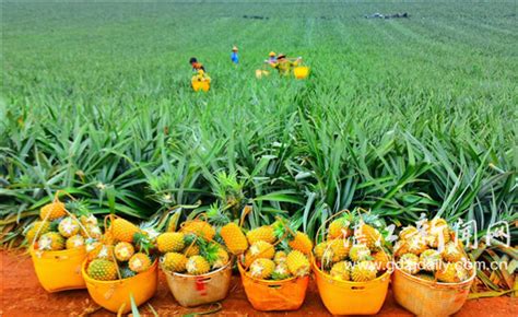 为农产品销售开通“绿色通道”_湛江市人民政府门户网站