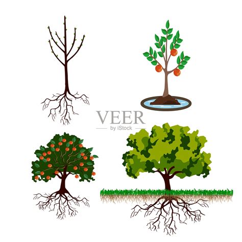 树木从萌芽到成材的生长阶段插画图片素材_ID:375627941-Veer图库