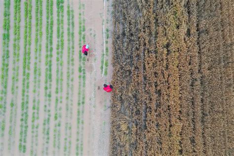 河南南阳回应麦收季遭遇“烂场雨”：已收获近三成，准备4700余处晒场用于粮食晾晒_腾讯视频