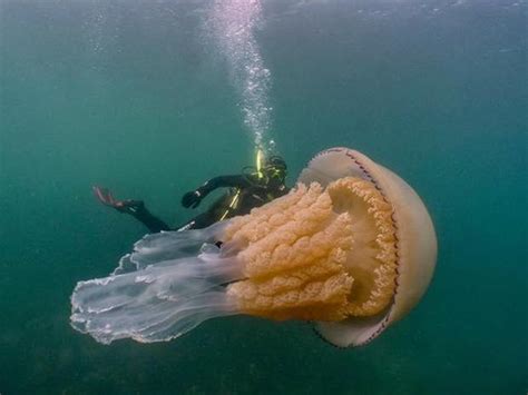 海洋公主 英国海岸附近现巨型水母重达64斤_动物世界_科学_驱动中国