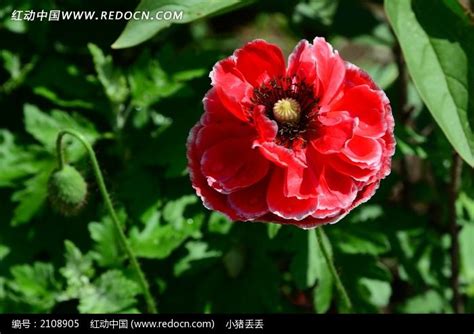 如花似锦的七彩菊高清图片下载_红动中国
