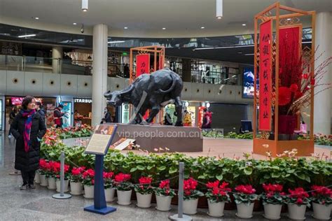 上海：金牛迎春 大型铜牛雕塑亮相地铁人民广场站-人民图片网