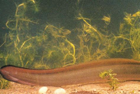 日本鳗鲡-江西水产经济动物-图片