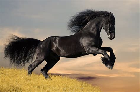 蓝色天空上一匹黑马的滑稽画像蓝色嘴鼻子高清图片下载-正版图片307511001-摄图网
