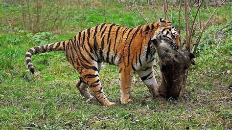 马戏团逃脱老虎被证实已死亡 网友呼吁：停止动物表演！_荔枝网新闻