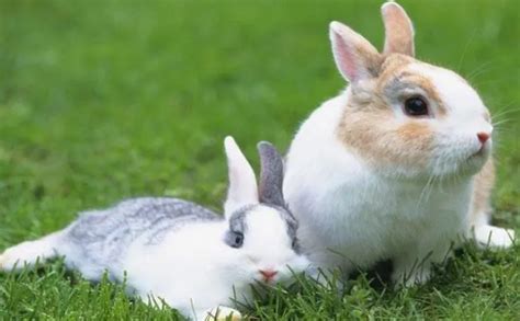 小兔子吃什么食物-百度经验